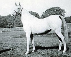 broodmare Somra EAO (Arabian thoroughbred, 1908, from Daoud 1899 ox)