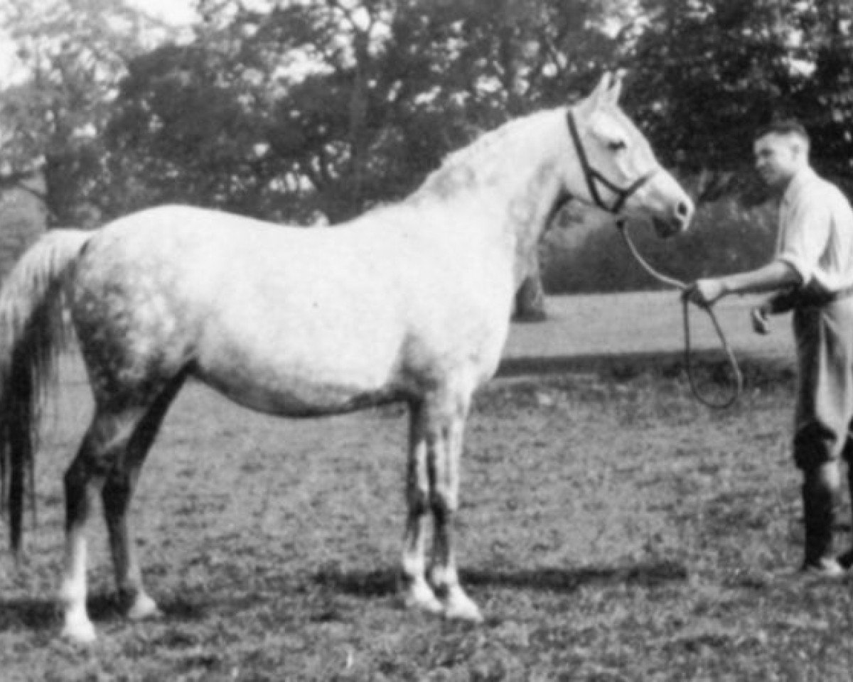 broodmare Silver Fire ox (Arabian purebred, 1926, from Naseem 1922 ox)