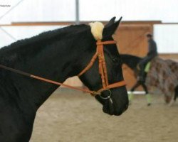 dressage horse Elaya (Hannoveraner, 2009, from Escudo I)