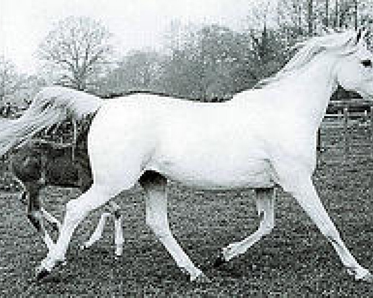broodmare Silver Gilt ox (Arabian purebred, 1943, from Indian Gold ox)
