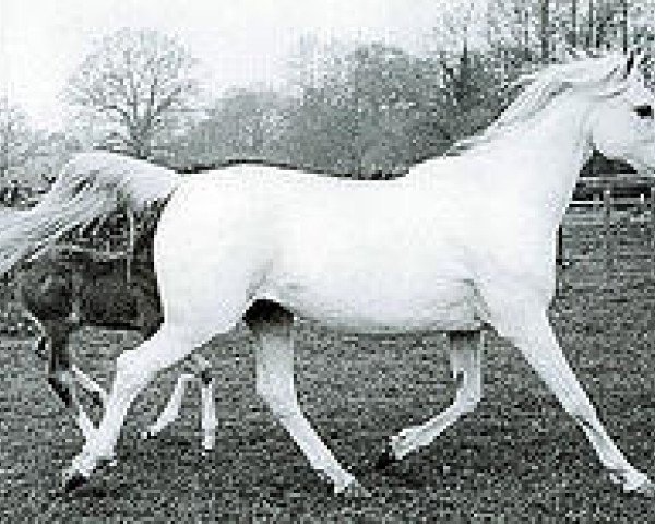 broodmare Silver Gilt ox (Arabian thoroughbred, 1943, from Indian Gold ox)