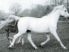 broodmare Silver Gilt ox (Arabian thoroughbred, 1943, from Indian Gold ox)