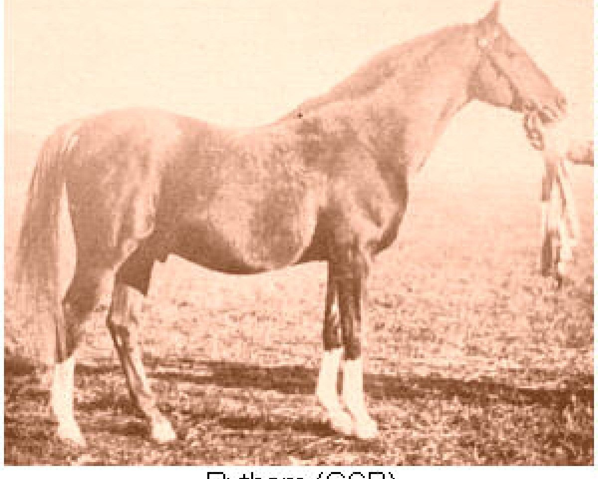 Deckhengst Rytham 1929 ox (Vollblutaraber, 1929, von Shareer 1923 ox)