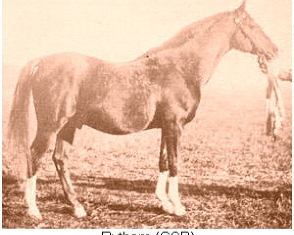 stallion Rytham 1929 ox (Arabian thoroughbred, 1929, from Shareer 1923 ox)
