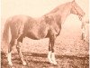 stallion Rytham 1929 ox (Arabian thoroughbred, 1929, from Shareer 1923 ox)