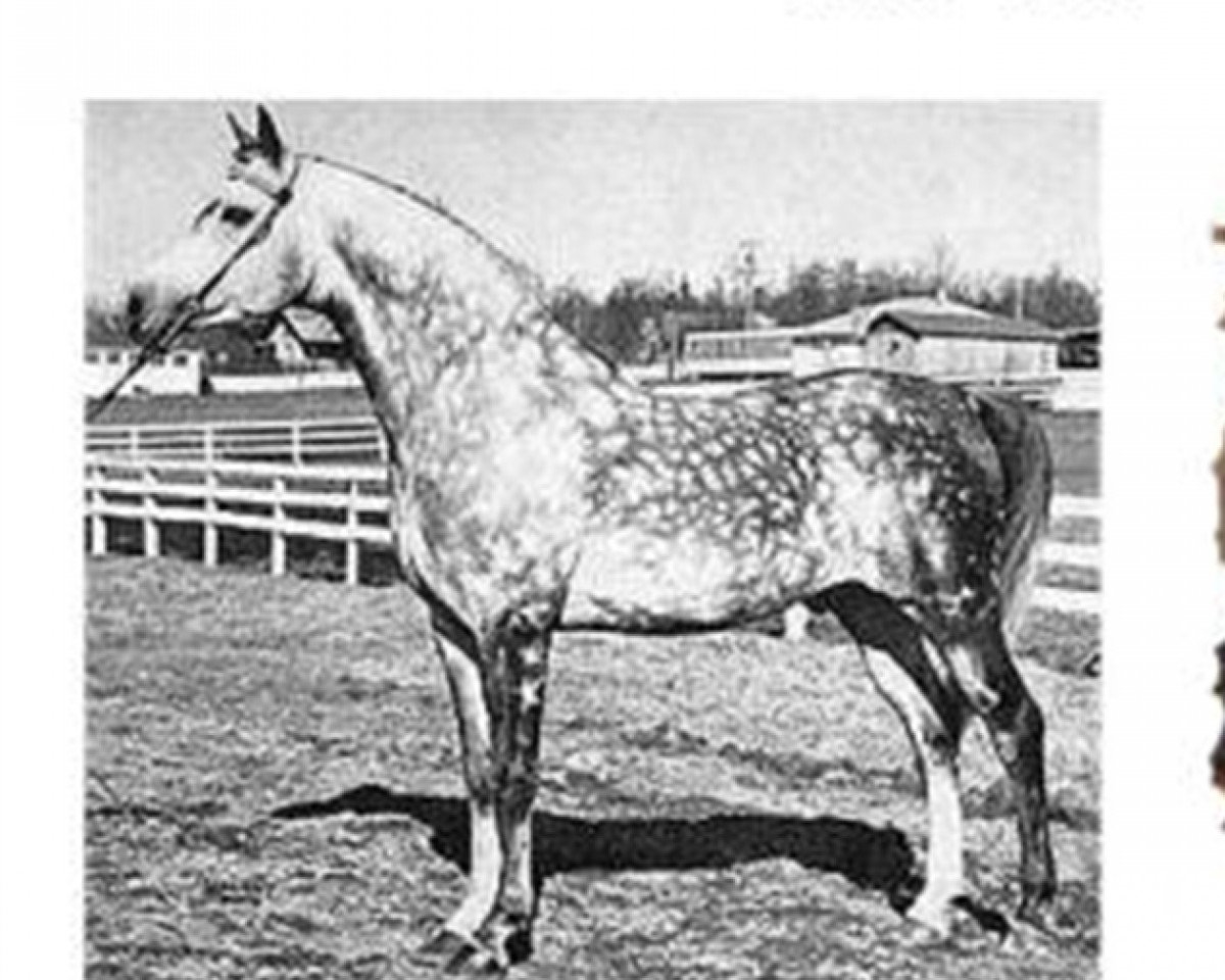 stallion Silver Drift ox (Arabian purebred, 1951, from Raktha 1934 ox)