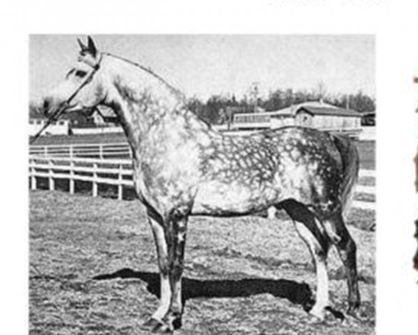 Deckhengst Silver Drift ox (Vollblutaraber, 1951, von Raktha 1934 ox)