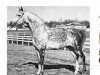 stallion Silver Drift ox (Arabian thoroughbred, 1951, from Raktha 1934 ox)