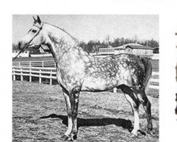 stallion Silver Drift ox (Arabian thoroughbred, 1951, from Raktha 1934 ox)