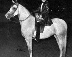 broodmare Sammara ox (Arabian thoroughbred, 1960, from Morafic 1956 EAO)