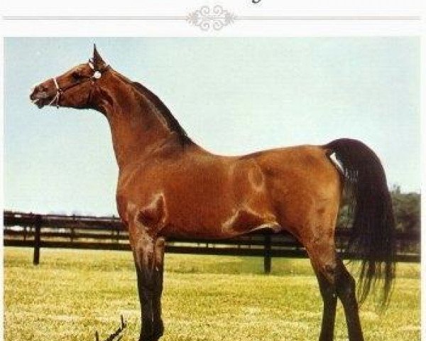 stallion El Hadiyi ox (Arabian thoroughbred, 1966, from Ansata Ibn Halima 1958 EAO)