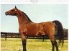 stallion El Hadiyi ox (Arabian thoroughbred, 1966, from Ansata Ibn Halima 1958 EAO)