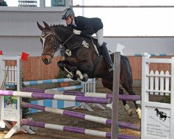 Springpferd Charming Girl E (Hessisches Warmblut, 2003, von Caruso)