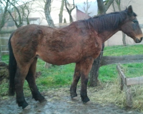 Pferd Candy (Hannoveraner, 1983, von Cavalier)