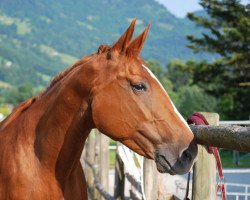 broodmare Wega's Day (Hanoverian, 1999, from Weltmeyer)