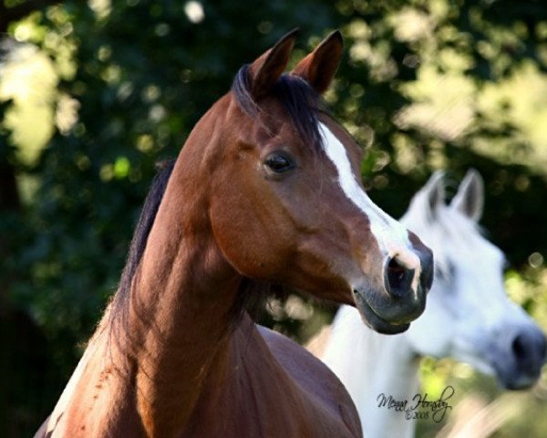 horse Simeon Shannah ox (Arabian thoroughbred, 1990, from Imperial Madaar EAO)