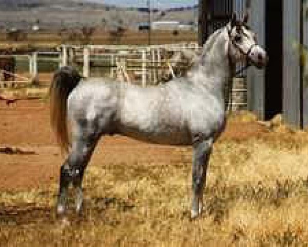 stallion Dresden ox (Arabian thoroughbred, 1972, from El Hadiyi ox)