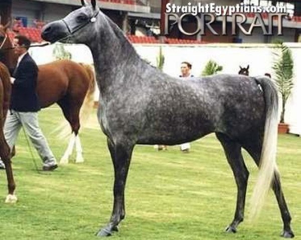 horse Simeon Safir ox (Arabian thoroughbred, 1994, from Asfour 1984 EAO)