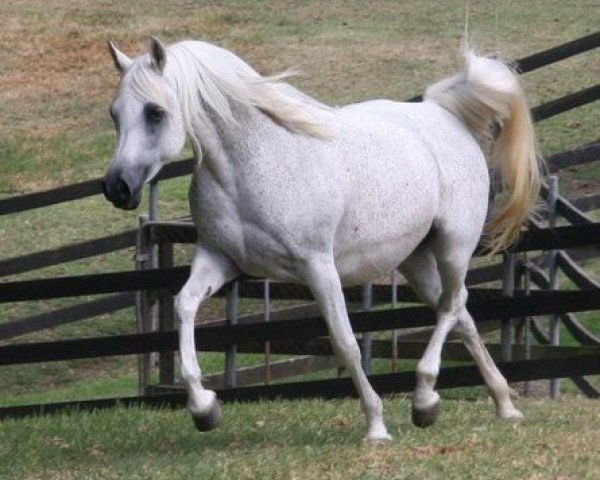 broodmare Simeon Sa'ada ox (Arabian thoroughbred, 1990, from Asfour 1984 EAO)