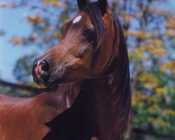 broodmare Simeon Salome ox (Arabian thoroughbred, 1988, from Asfour 1984 EAO)