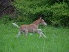 stallion Der Siebte Sinn (German Riding Pony, 2013, from Danny Gold)