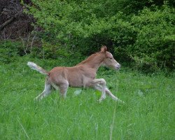 stallion Der Siebte Sinn (German Riding Pony, 2013, from Danny Gold)