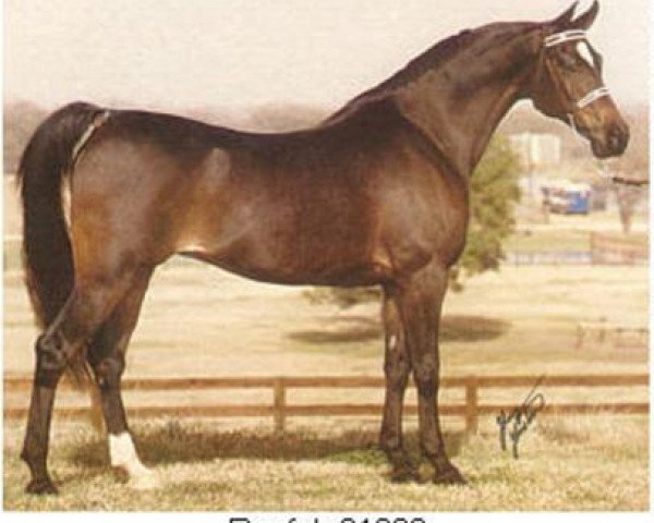 broodmare Roufah EAO (Arabian thoroughbred, 1965, from Ibn Fa Serr 1960 EAO)