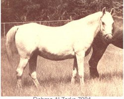 broodmare Dahma Al Zarka ox (Arabian thoroughbred, 1952, from Fay El Dine 1934 ox)