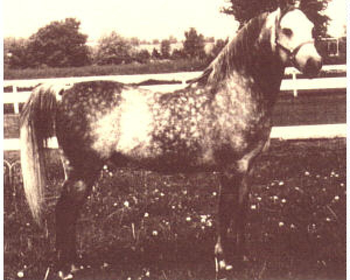 stallion Ar-Ra AD ox (Arabian purebred, 1958, from Faaris 1954 ox)