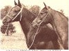 Zuchtstute Khamsa ox (Vollblutaraber, 1953, von Fay El Dine 1934 ox)
