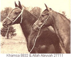 broodmare Khamsa ox (Arabian thoroughbred, 1953, from Fay El Dine 1934 ox)