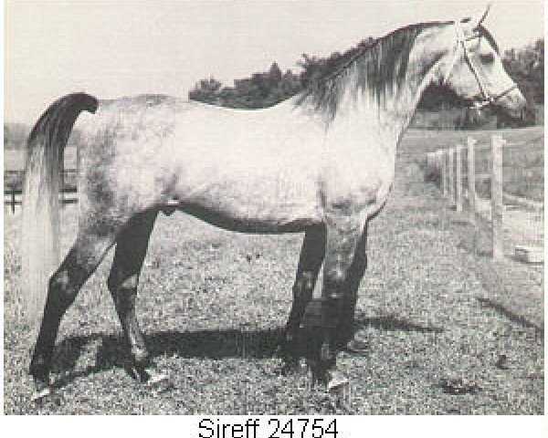 stallion Sireff ox (Arabian thoroughbred, 1963, from Fa-Serr ox)
