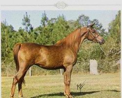 broodmare Om Khamsa ox (Arabian thoroughbred, 1974, from Tuhotmos 1962 EAO)