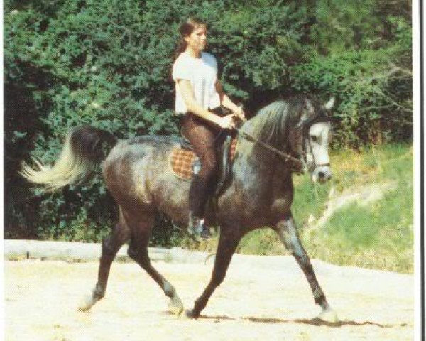 stallion Raadin Royal Star ox (Arabian thoroughbred, 1980, from ET Crown Prince ox)