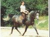 stallion Raadin Royal Star ox (Arabian thoroughbred, 1980, from ET Crown Prince ox)