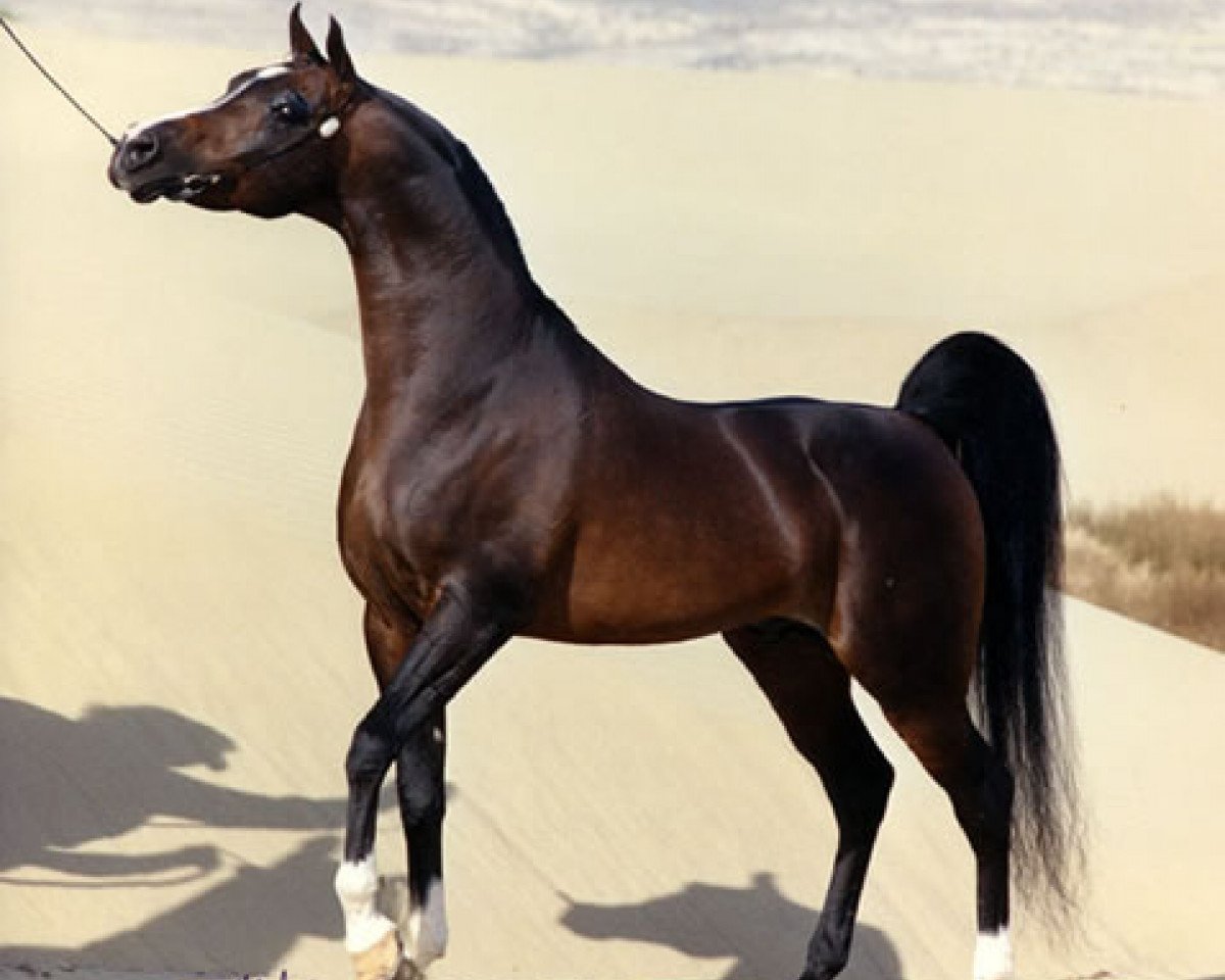 stallion Simeon Shai 1984 ox (Arabian purebred, 1984, from Raadin Royal Star ox)