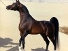 stallion Simeon Shai 1984 ox (Arabian thoroughbred, 1984, from Raadin Royal Star ox)