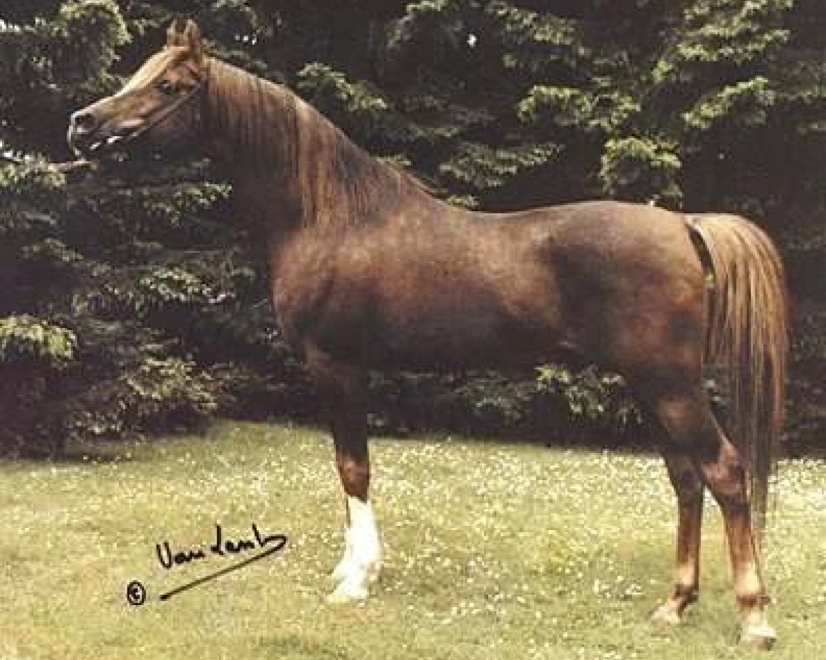 stallion Ibn Galal 1966 EAO (Arabian purebred, 1966, from Galal 1959 EAO)