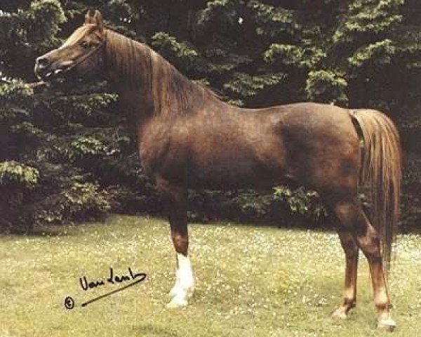 stallion Ibn Galal 1966 EAO (Arabian thoroughbred, 1966, from Galal 1959 EAO)