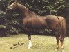 stallion Ibn Galal 1966 EAO (Arabian thoroughbred, 1966, from Galal 1959 EAO)