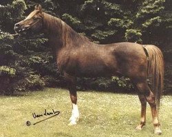 stallion Ibn Galal 1966 EAO (Arabian thoroughbred, 1966, from Galal 1959 EAO)