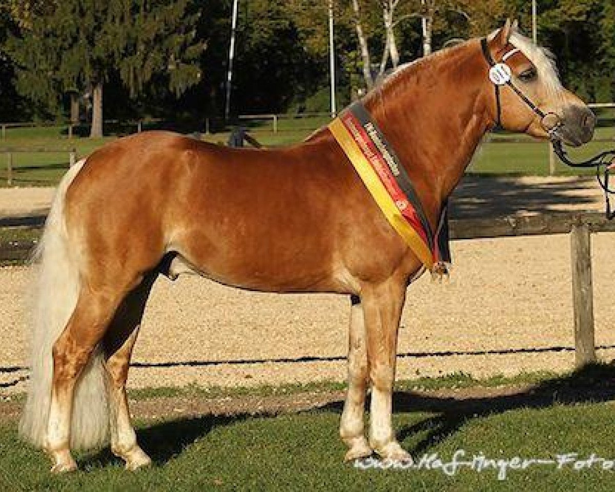 stallion No Mercy (2,34% ox) (Edelbluthaflinger, 2006, from Naiv (2,34% ox))