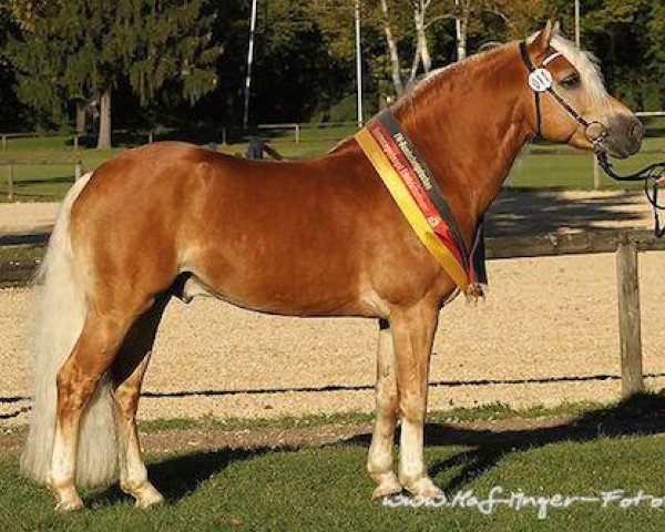 stallion No Mercy (2,34% ox) (Edelbluthaflinger, 2006, from Naiv (2,34% ox))