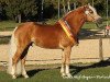 stallion No Mercy (2,34% ox) (Edelbluthaflinger, 2006, from Naiv (2,34% ox))