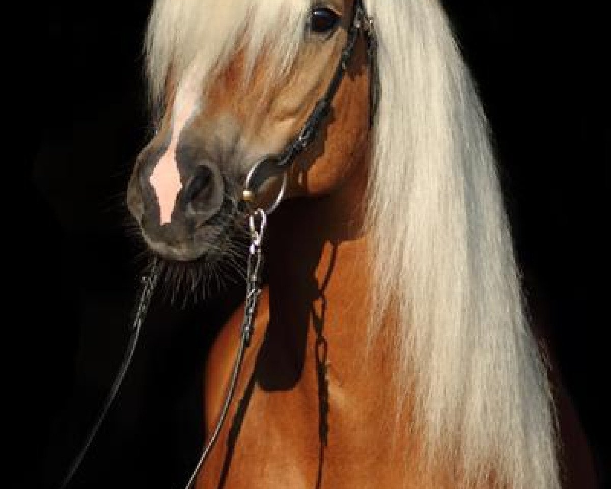 stallion Argentinus (5,76% ox) (Edelbluthaflinger, 2002, from Amsterdam)