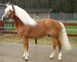 stallion Stüber (Haflinger, 1993, from El.H. /P.H Steinadler)