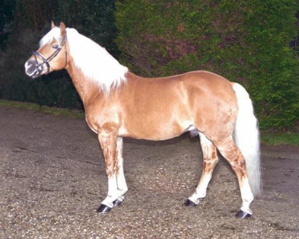 stallion Weltherr (Haflinger, 1996, from Winterstein)