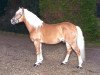 stallion Weltherr (Haflinger, 1996, from Winterstein)