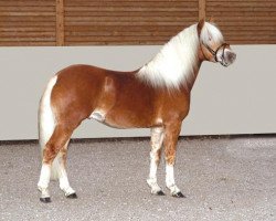 stallion Amorino (6,84% ox) (Haflinger, 2002, from Alpsee (1,17% ox))