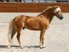 Pferd Avalston (Haflinger, 2002, von Avalon)